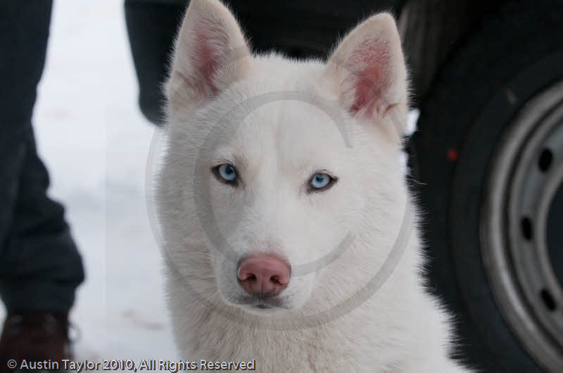 Racing Team in the Siberian Husky Club of GB Arden Grange Aviemore Sled Dog Rally 2010