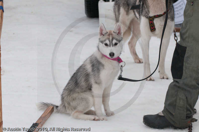 Racing Team in the Siberian Husky Club of GB Arden Grange Aviemore Sled Dog Rally 2010