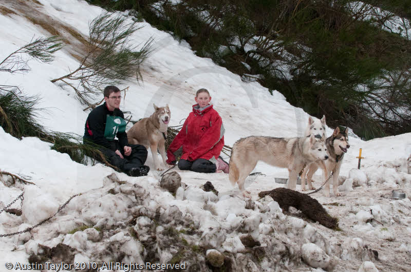 Racing Team in the Siberian Husky Club of GB Arden Grange Aviemore Sled Dog Rally 2010