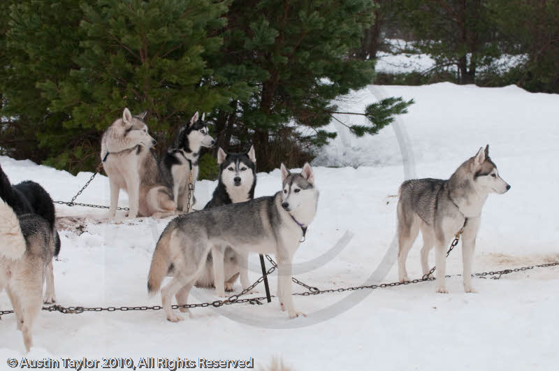 Siberian Huskies at the Siberian Husky Club of GB Arden Grange Aviemore Sled Dog Rally 2010
