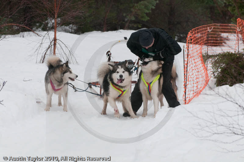 Refitting a harness out on the trail - racing Team in the Siberian Husky Club of GB Arden Grange Aviemore Sled Dog Rally 2010