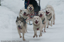 Racing Team in the Siberian Husky Club of GB Arden Grange Aviemore Sled Dog Rally 2010