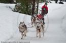 Racing Team in the Siberian Husky Club of GB Arden Grange Aviemore Sled Dog Rally 2010