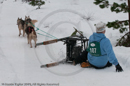 Mishap - Racing Team in the Siberian Husky Club of GB Arden Grange Aviemore Sled Dog Rally 2010