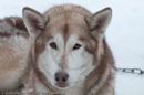 Siberian Husky at the Siberian Husky Club of GB Arden Grange Aviemore Sled Dog Rally 2010