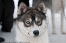 Racing Team in the Siberian Husky Club of GB Arden Grange Aviemore Sled Dog Rally 2010