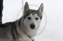 Racing Team in the Siberian Husky Club of GB Arden Grange Aviemore Sled Dog Rally 2010