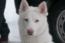 Racing Team in the Siberian Husky Club of GB Arden Grange Aviemore Sled Dog Rally 2010