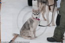 Racing Team in the Siberian Husky Club of GB Arden Grange Aviemore Sled Dog Rally 2010