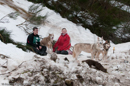 Racing Team in the Siberian Husky Club of GB Arden Grange Aviemore Sled Dog Rally 2010