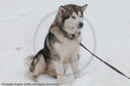 Alaskan Malamute at the Siberian Husky Club of GB Arden Grange Aviemore Sled Dog Rally 2010