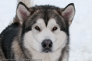 Alaskan Malamute at the Siberian Husky Club of GB Arden Grange Aviemore Sled Dog Rally 2010