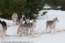 Siberian Huskies at the Siberian Husky Club of GB Arden Grange Aviemore Sled Dog Rally 2010
