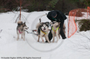 Refitting a harness out on the trail - racing Team in the Siberian Husky Club of GB Arden Grange Aviemore Sled Dog Rally 2010