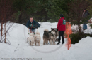 Racing Teams in the Siberian Husky Club of GB Arden Grange Aviemore Sled Dog Rally 2010