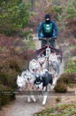 Racing Team in the Siberian Husky Club of GB Arden Grange Aviemore Sled Dog Rally 2011. Please don't use my images on websites, blogs or elsewhere without my permission. See www.austintaylorphotography.com for contact details