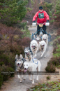 Racing Team in the Siberian Husky Club of GB Arden Grange Aviemore Sled Dog Rally 2011. Please don't use my images on websites, blogs or elsewhere without my permission. See www.austintaylorphotography.com for contact details