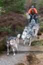 Class A dog sled racing team