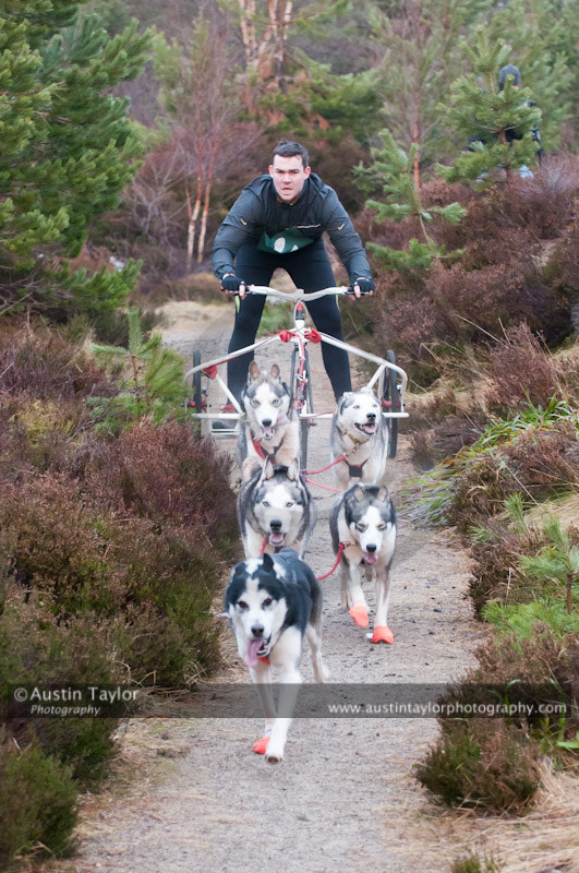 Racing Team in the Siberian Husky Club of GB Arden Grange Aviemore Sled Dog Rally 2011. Please don't use my images on websites, blogs or elsewhere without my permission. See www.austintaylorphotography.com for contact details