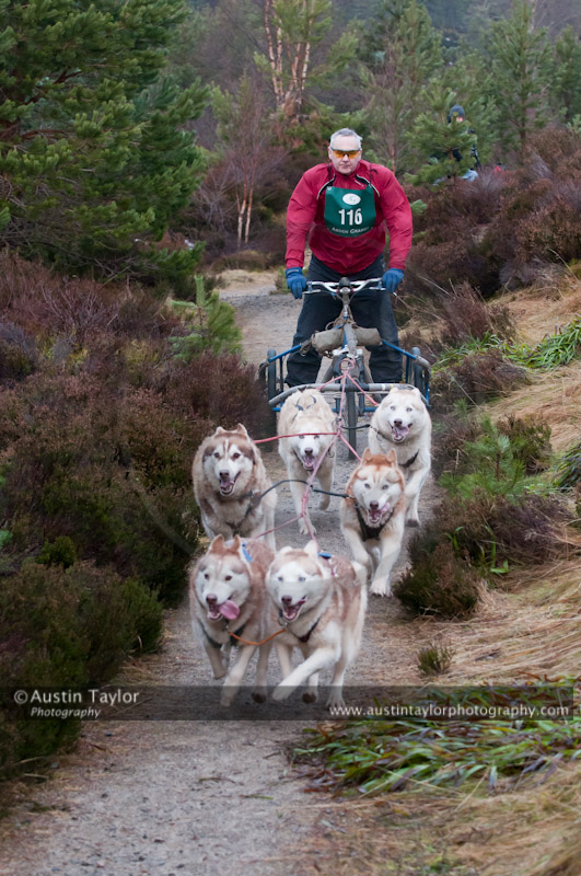 Racing Team in the Siberian Husky Club of GB Arden Grange Aviemore Sled Dog Rally 2011. Please don't use my images on websites, blogs or elsewhere without my permission. See www.austintaylorphotography.com for contact details