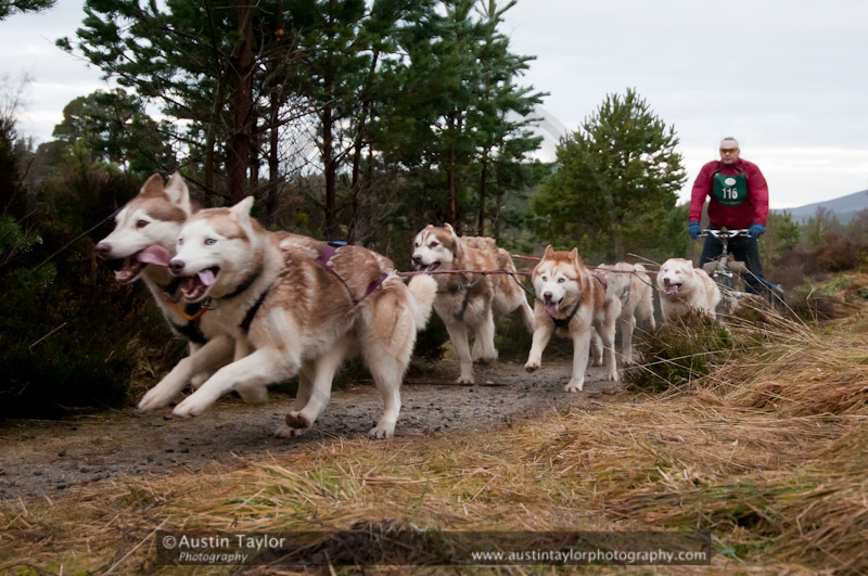 Racing Team in the Siberian Husky Club of GB Arden Grange Aviemore Sled Dog Rally 2011. Please don't use my images on websites, blogs or elsewhere without my permission. See www.austintaylorphotography.com for contact details