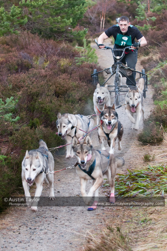 Racing Team in the Siberian Husky Club of GB Arden Grange Aviemore Sled Dog Rally 2011. Please don't use my images on websites, blogs or elsewhere without my permission. See www.austintaylorphotography.com for contact details