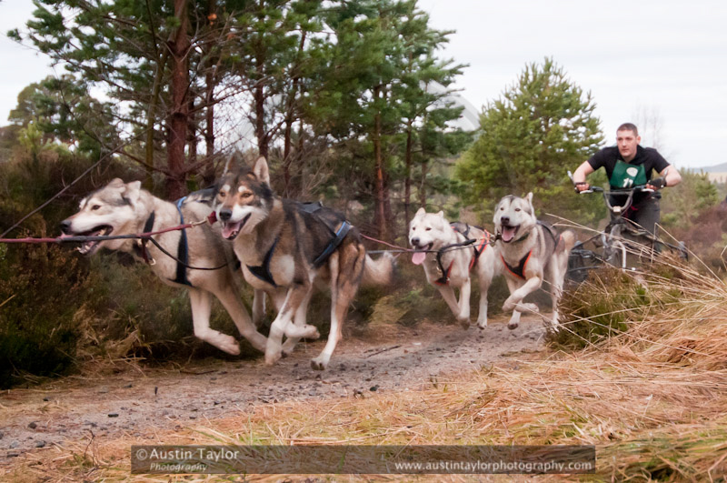 Racing Team in the Siberian Husky Club of GB Arden Grange Aviemore Sled Dog Rally 2011. Please don't use my images on websites, blogs or elsewhere without my permission. See www.austintaylorphotography.com for contact details