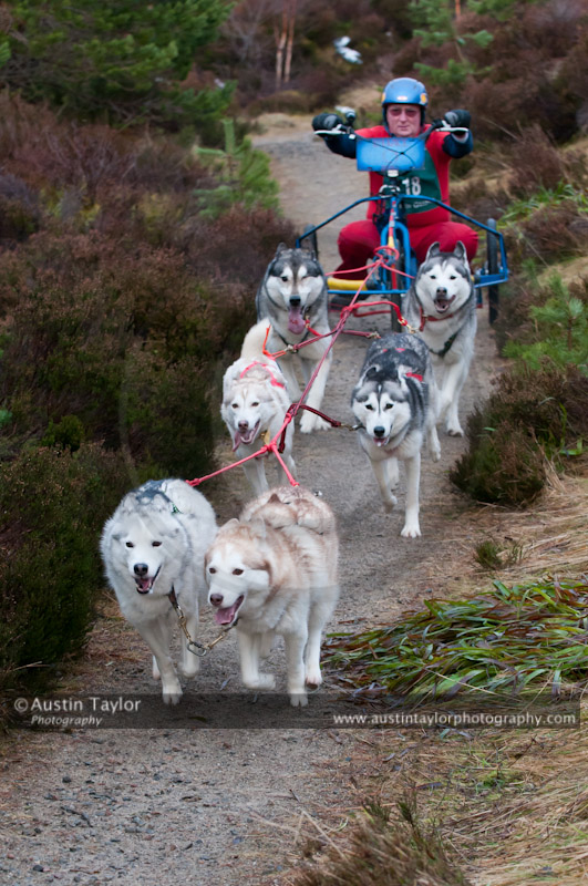 Racing Team in the Siberian Husky Club of GB Arden Grange Aviemore Sled Dog Rally 2011. Please don't use my images on websites, blogs or elsewhere without my permission. See www.austintaylorphotography.com for contact details