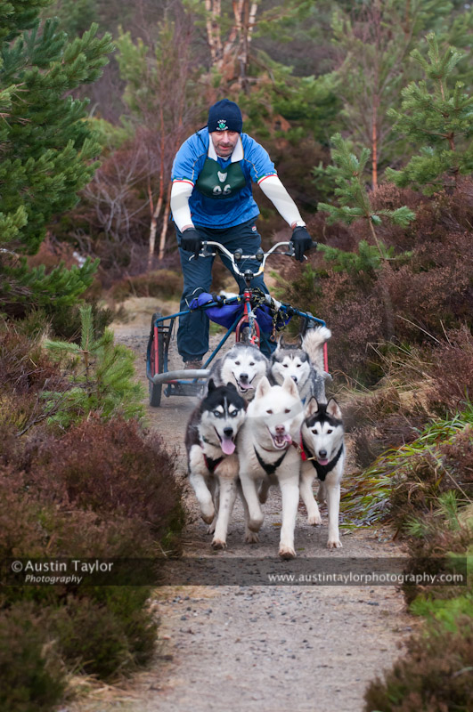 Racing Team in the Siberian Husky Club of GB Arden Grange Aviemore Sled Dog Rally 2011. Please don't use my images on websites, blogs or elsewhere without my permission. See www.austintaylorphotography.com for contact details