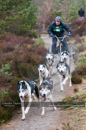 Racing Team in the Siberian Husky Club of GB Arden Grange Aviemore Sled Dog Rally 2011. Please don't use my images on websites, blogs or elsewhere without my permission. See www.austintaylorphotography.com for contact details
