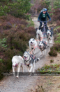 Racing Team in the Siberian Husky Club of GB Arden Grange Aviemore Sled Dog Rally 2011. Please don't use my images on websites, blogs or elsewhere without my permission. See www.austintaylorphotography.com for contact details