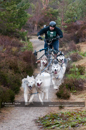 Racing Team in the Siberian Husky Club of GB Arden Grange Aviemore Sled Dog Rally 2011. Please don't use my images on websites, blogs or elsewhere without my permission. See www.austintaylorphotography.com for contact details