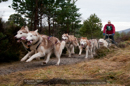 Racing Team in the Siberian Husky Club of GB Arden Grange Aviemore Sled Dog Rally 2011. Please don't use my images on websites, blogs or elsewhere without my permission. See www.austintaylorphotography.com for contact details
