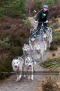 Racing Team in the Siberian Husky Club of GB Arden Grange Aviemore Sled Dog Rally 2011. Please don't use my images on websites, blogs or elsewhere without my permission. See www.austintaylorphotography.com for contact details