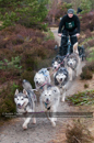 Racing Team in the Siberian Husky Club of GB Arden Grange Aviemore Sled Dog Rally 2011. Please don't use my images on websites, blogs or elsewhere without my permission. See www.austintaylorphotography.com for contact details