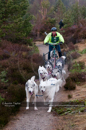Racing Team in the Siberian Husky Club of GB Arden Grange Aviemore Sled Dog Rally 2011. Please don't use my images on websites, blogs or elsewhere without my permission. See www.austintaylorphotography.com for contact details
