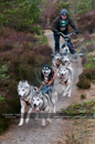 Racing Team in the Siberian Husky Club of GB Arden Grange Aviemore Sled Dog Rally 2011. Please don't use my images on websites, blogs or elsewhere without my permission. See www.austintaylorphotography.com for contact details