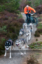 Racing Team in the Siberian Husky Club of GB Arden Grange Aviemore Sled Dog Rally 2011. Please don't use my images on websites, blogs or elsewhere without my permission. See www.austintaylorphotography.com for contact details