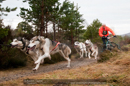 Racing Team in the Siberian Husky Club of GB Arden Grange Aviemore Sled Dog Rally 2011. Please don't use my images on websites, blogs or elsewhere without my permission. See www.austintaylorphotography.com for contact details