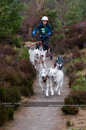 Racing Team in the Siberian Husky Club of GB Arden Grange Aviemore Sled Dog Rally 2011. Please don't use my images on websites, blogs or elsewhere without my permission. See www.austintaylorphotography.com for contact details