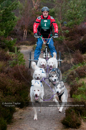 Racing Team in the Siberian Husky Club of GB Arden Grange Aviemore Sled Dog Rally 2011. Please don't use my images on websites, blogs or elsewhere without my permission. See www.austintaylorphotography.com for contact details