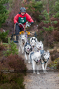 Racing Team in the Siberian Husky Club of GB Arden Grange Aviemore Sled Dog Rally 2011. Please don't use my images on websites, blogs or elsewhere without my permission. See www.austintaylorphotography.com for contact details