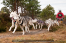 Racing Team in the Siberian Husky Club of GB Arden Grange Aviemore Sled Dog Rally 2011. Please don't use my images on websites, blogs or elsewhere without my permission. See www.austintaylorphotography.com for contact details