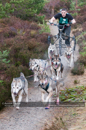 Racing Team in the Siberian Husky Club of GB Arden Grange Aviemore Sled Dog Rally 2011. Please don't use my images on websites, blogs or elsewhere without my permission. See www.austintaylorphotography.com for contact details