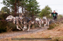 Racing Team in the Siberian Husky Club of GB Arden Grange Aviemore Sled Dog Rally 2011. Please don't use my images on websites, blogs or elsewhere without my permission. See www.austintaylorphotography.com for contact details