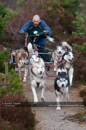 Racing Team in the Siberian Husky Club of GB Arden Grange Aviemore Sled Dog Rally 2011. Please don't use my images on websites, blogs or elsewhere without my permission. See www.austintaylorphotography.com for contact details