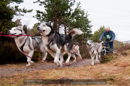 Racing Team in the Siberian Husky Club of GB Arden Grange Aviemore Sled Dog Rally 2011. Please don't use my images on websites, blogs or elsewhere without my permission. See www.austintaylorphotography.com for contact details