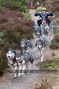 Class B dog sled racing team