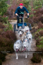 Racing Team in the Siberian Husky Club of GB Arden Grange Aviemore Sled Dog Rally 2011. Please don't use my images on websites, blogs or elsewhere without my permission. See www.austintaylorphotography.com for contact details