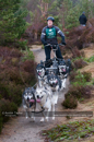 Racing Team in the Siberian Husky Club of GB Arden Grange Aviemore Sled Dog Rally 2011. Please don't use my images on websites, blogs or elsewhere without my permission. See www.austintaylorphotography.com for contact details